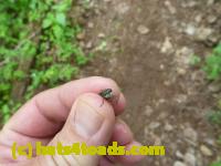 /home//u458753944/public_html/sourcegallery//Insects and small critters/flies (Diptera)/P1020147.JPG